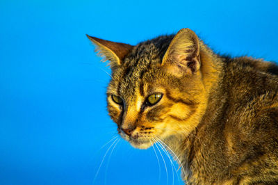 Close-up of a cat looking away