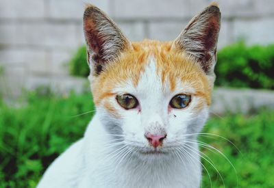 Close-up portrait of cat