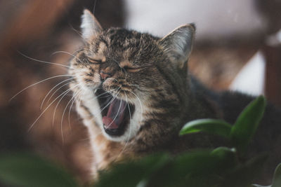 Close-up of cat at home