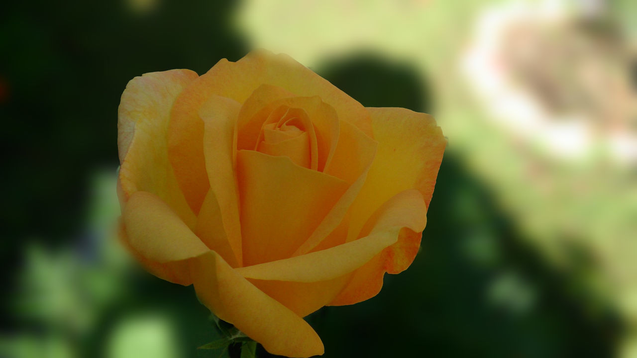 flower, petal, flower head, fragility, freshness, growth, focus on foreground, close-up, beauty in nature, blooming, nature, single flower, yellow, plant, orange color, rose - flower, in bloom, park - man made space, selective focus, outdoors