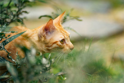 Close-up of a cat looking away