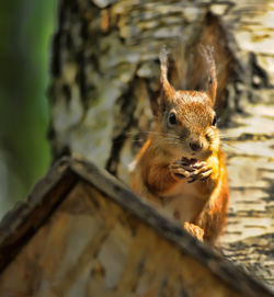 Close-up of squirrel on wood