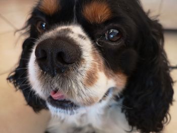 Close-up portrait of dog