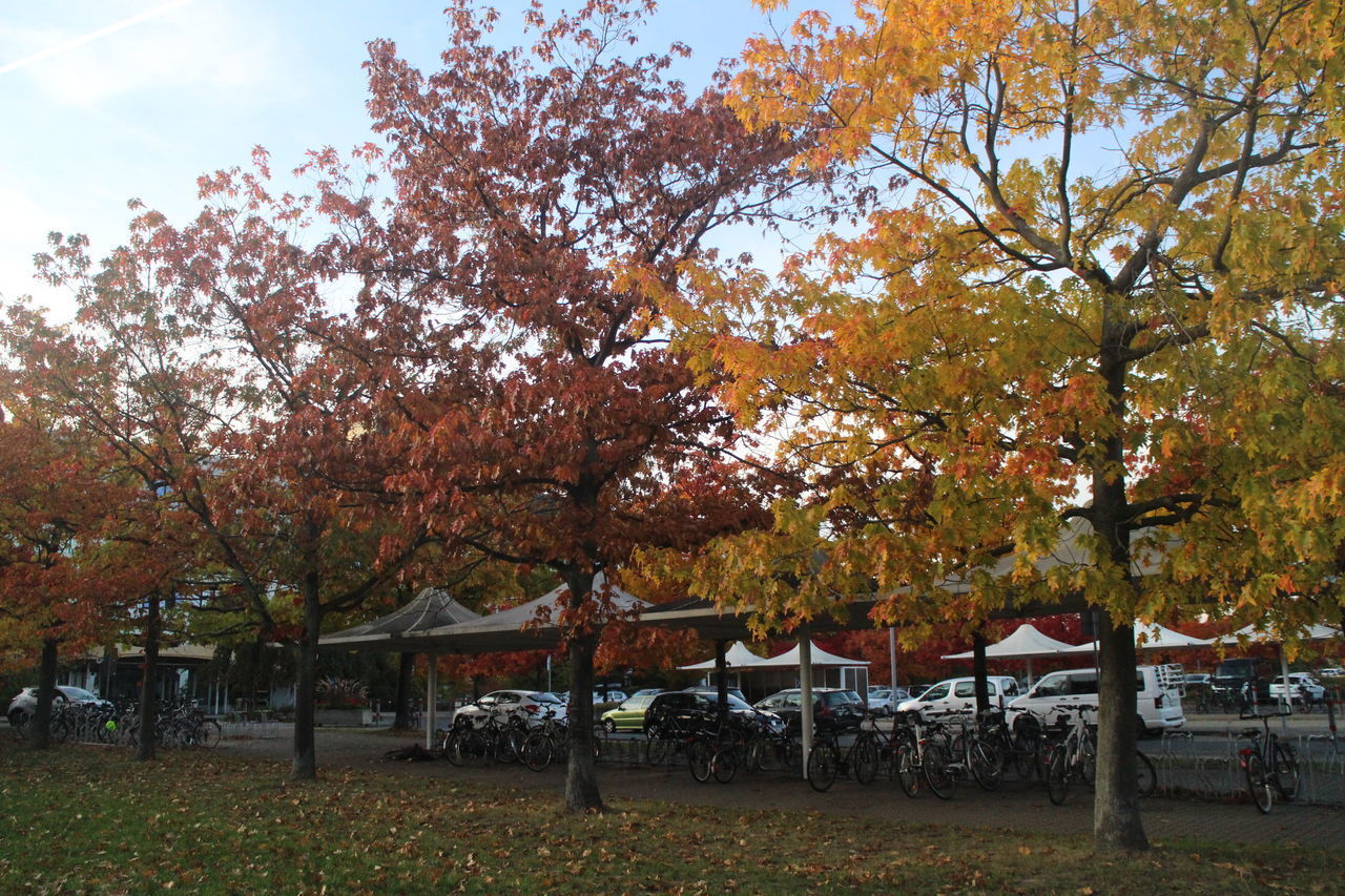 TREES BY PLANTS IN PARK DURING AUTUMN