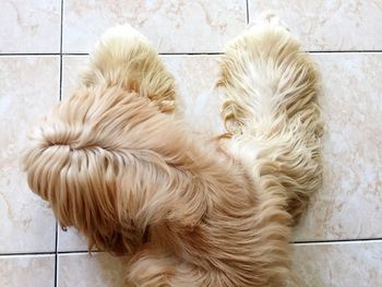 Close-up of dog on tiled floor