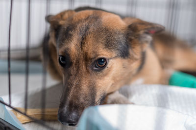 Close-up of dog looking away