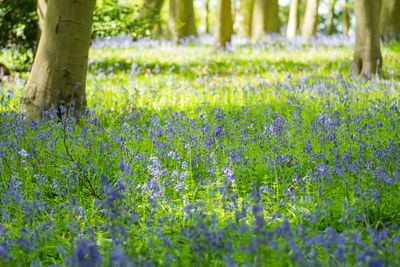 Purple flowering plants on field