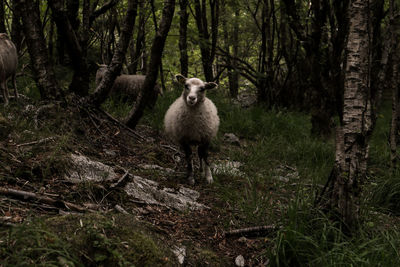 Portrait of sheep in forest