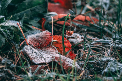 Close-up of autumn leaves on field