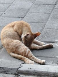 Close-up of cat sleeping on street