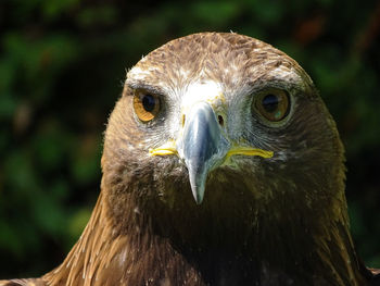 Close-up of golden eagle 