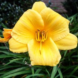 Close-up of yellow daffodil blooming in park