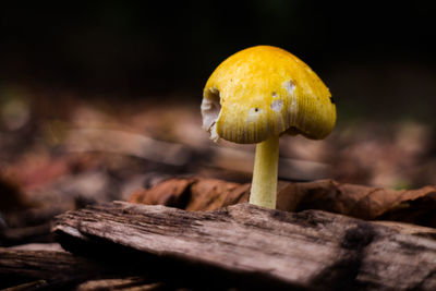 Close-up of mushroom growing on wood