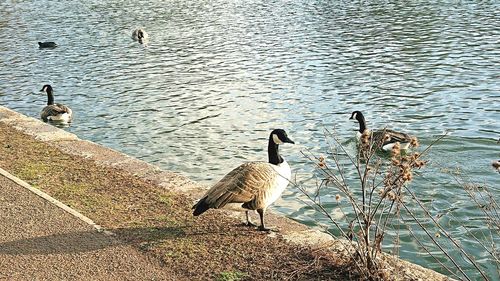 High angle view of birds swimming in lake