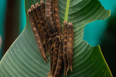 Close-up of caterpillar on plant