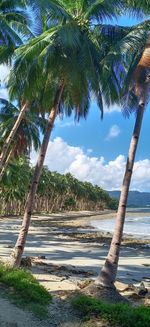 Palm trees by sea against sky