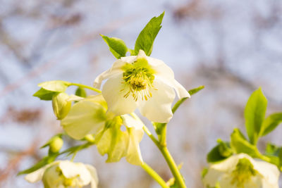 Close-up of yellow flower