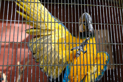 Close-up of birds in cage