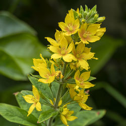 Close-up of yellow flowering plant