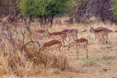 Deer on field in zoo