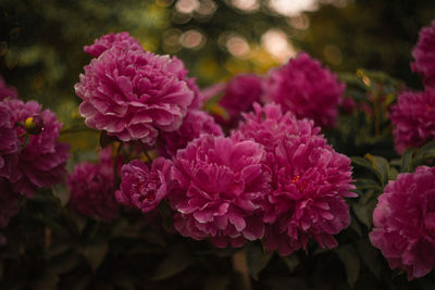 Close-up of pink flowering plants