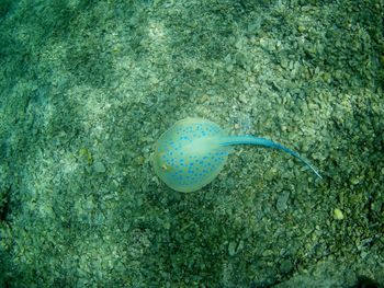Close-up of jellyfish swimming in sea