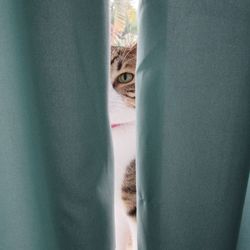 Close-up of cat peeking through window