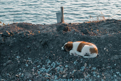 High angle view of dog on beach