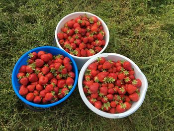 High angle view of fruits in bowl on field