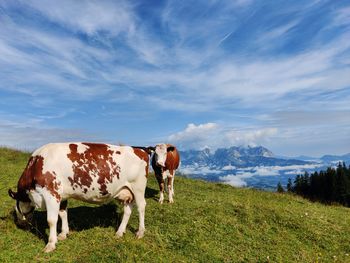 Cows standing in a field