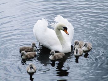 Swans swimming in lake