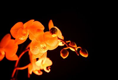 Close-up of illuminated orange lights against black background