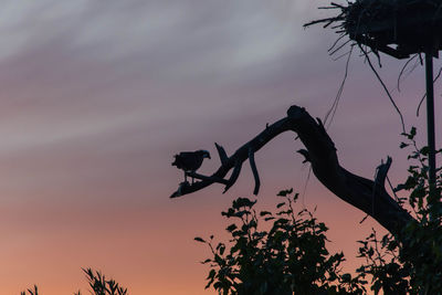 Low angle view of silhouette tree against sky at sunset