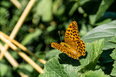 Butterfly on leaf