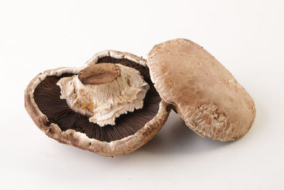 Close-up of mushrooms against white background