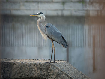 View of gray heron perching on wall