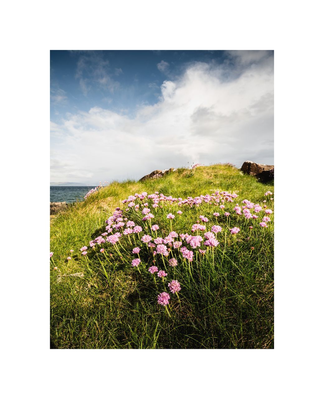 VIEW OF FLOWERING PLANTS ON LAND AGAINST SKY