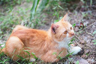 Full length of a cat lying on field