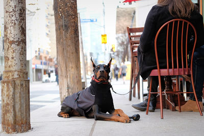 Rear view of man with dog on street