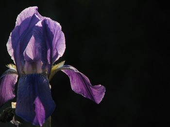 Close-up of purple iris flower