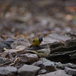 High angle view of bird perching on rock