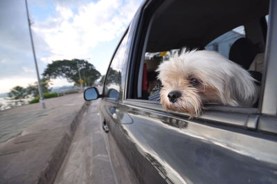 Close-up of west highland white terrier in car
