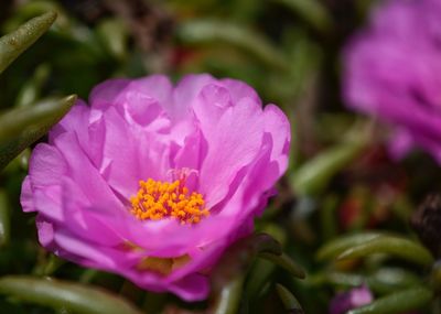 Close-up of pink flower blooming outdoors