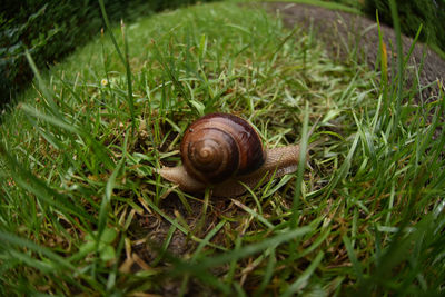 Close-up of snail on grass