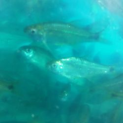 Close-up of fish swimming in water