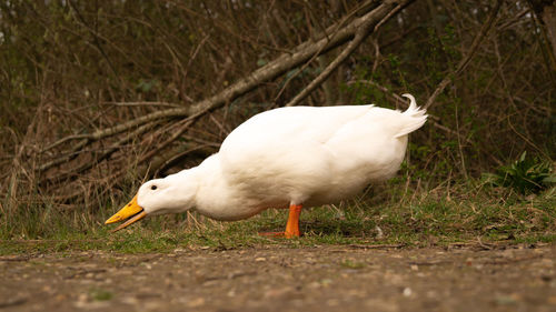 Close-up low level view of aylesbury pekin peking american domestic duck ducks swimming in lake