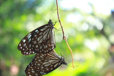 Butterfly on leaf