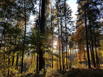 Low angle view of sunlight streaming through trees in forest