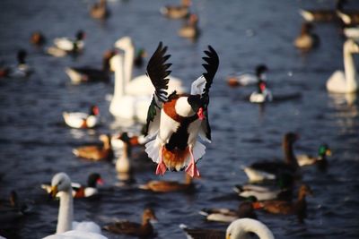 Birds flying over lake