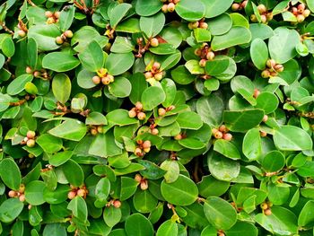 Full frame shot of flowering plants